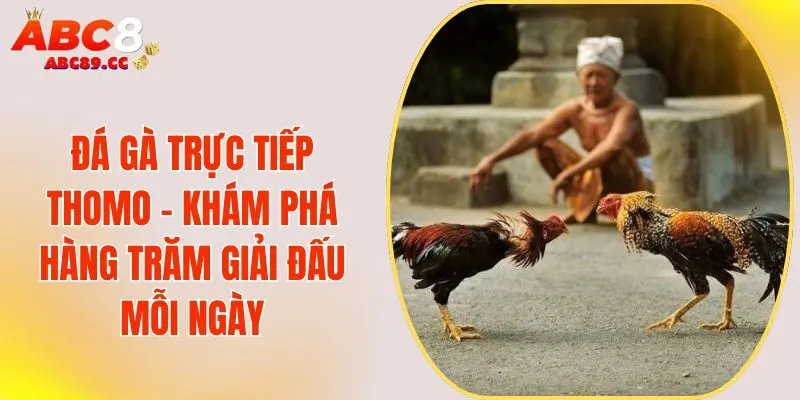 Đá Gà Trực Tiếp Thomo - Khám Phá Hàng Trăm Giải Đấu Mỗi Ngày